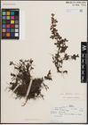 Foto von Salix flabellaris Andersson